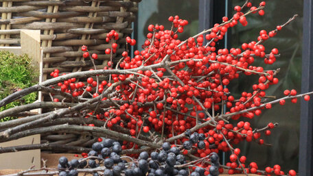 Žiarivé bobule uprostred zimy: cezmína ktorá si zaslúži pozornosť