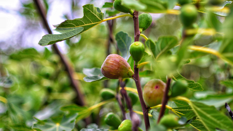 Ako pestovať sladučké figy v záhrade alebo v kvetináči na balkóne či terase?
