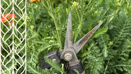 Nožnice na správnom mieste: rez trvaliek od jari do zimy bez omylu