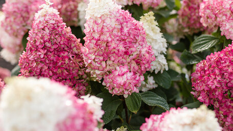 Nenáročné hortenzie s WOW efektom: prečo si Living zamiluješ?