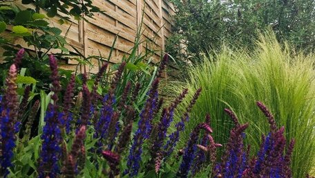 Okrasná výsadba popri plote: Viac súkromia, farieb aj biodiverzity