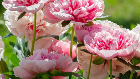 Ako pestovať a kedy strihať pivonky pre krásne a bohaté kvety