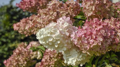 Jarná starostlivosť o hortenzie – Sprievodca pre začiatočníkov"