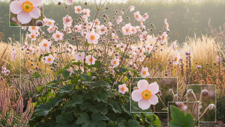 Pôvabné tanečníčky - DCÉRY VETRA