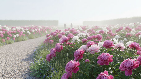 Pivonka drevitá vs. bylinná: rozdiely, výsadba, starostlivosť