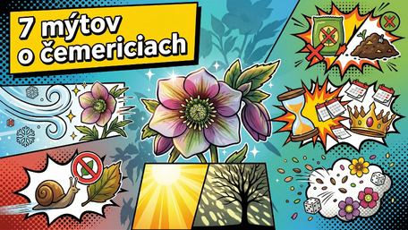 7 mýtov o pestovaní čemeríc (Helleborus)