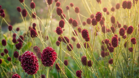 Trvalka sezóny 2026 – Sanguisorba: elegantná kráska, ktorá tancuje s vetrom