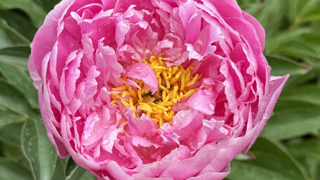 Pivonka v záhrade: pestovanie, kvitnutie a čaro dlhovekej trvalky