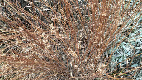 Marec v okrasnej záhrade: čo urobíš teraz, to budeš v lete obdivovať