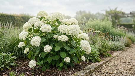 Stromčekovité hortenzie: odborný sprievodca pestovaním, rezom a výberom kultivarov
