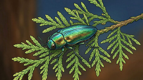 Krasoň borievkový, škodca tují a cypruštekov