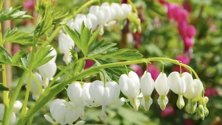 Dicentra - príbeh srdiečok