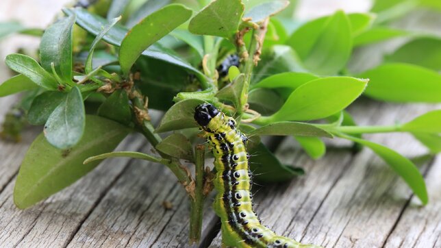 Vijačka na buxusoch: Ako ju spoznať a zachrániť krušpán?
