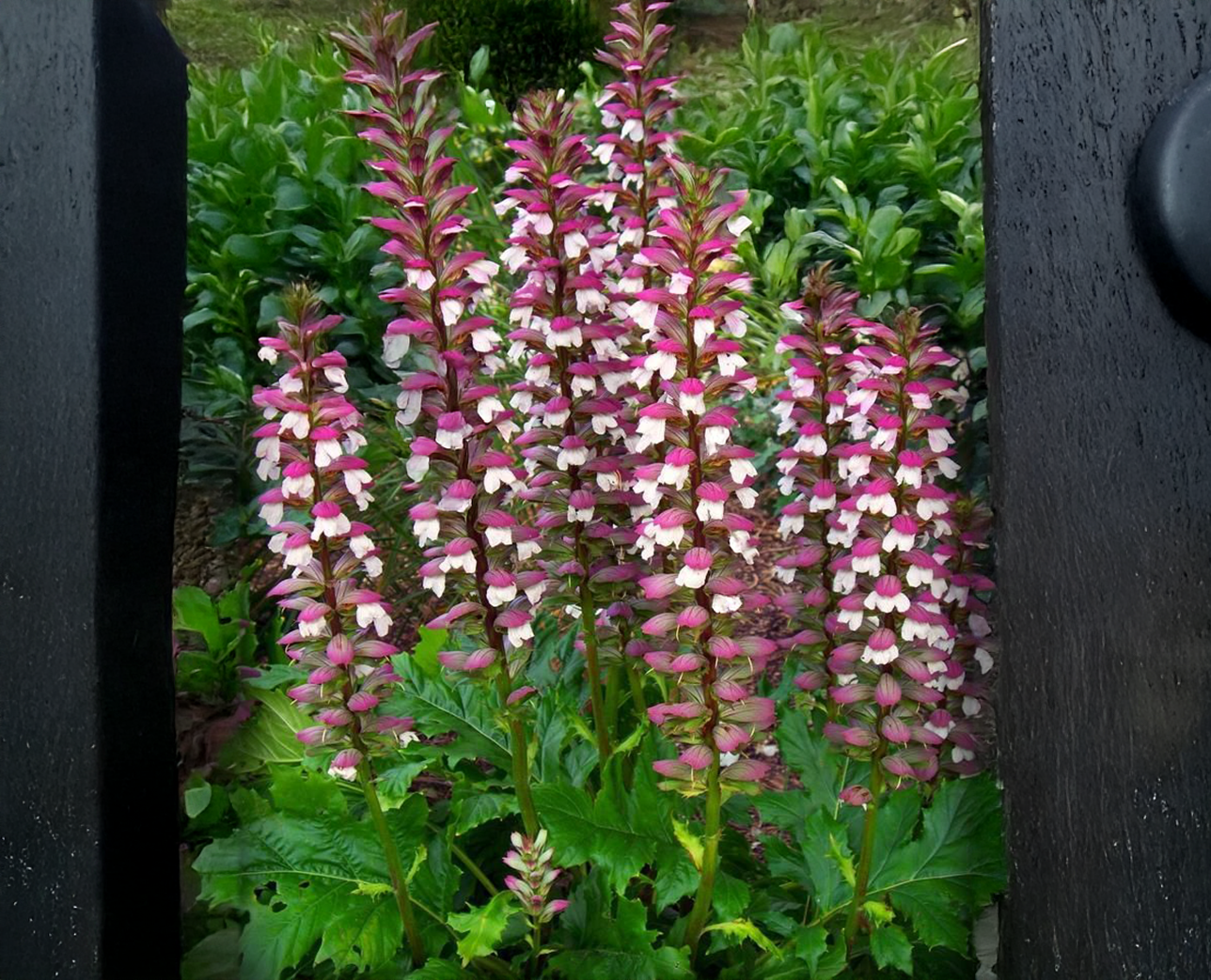 Akant Maďarský - Acanthus hungaricus 'White Lips' • Poni Veni ...