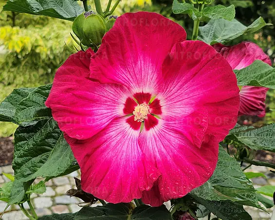  ibištek bahenný, červený kvet,  Hibiscus moscheutos 'Red Jake'
