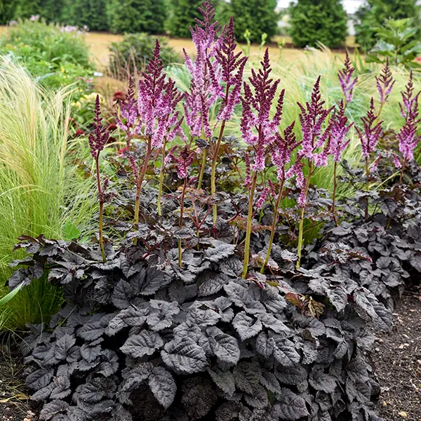 Astilbe 'Darkside of the Moon' čokoládová astilba v záhrade
