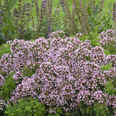 Origanum 'compactum' - pamajorán - Origanum 'Compactum'