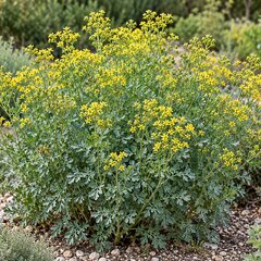 Ruta graveolens - ruta - Ruta graveolens