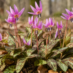 Erythronium 'dens-canis' - kandík 2ks v balení - Erythronium 'Dens-Canis'