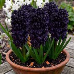 Hyacinthus 'blue saphire' - 3ks v balení - Hyacinthus 'Blue Saphire'