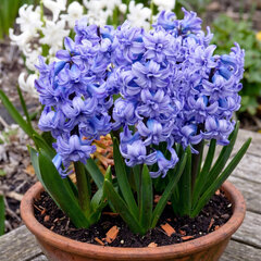 Hyacinthus 'general koehler' - 3ks v balení - Hyacinthus 'General Koehler'