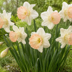 Narcissus 'british gamble' - narcis 5ks v balení - Narcissus 'British Gamble'