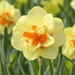 Narcissus 'double fashion' - narcis 5ks v balení - Narcissus 'Double Fashion' 