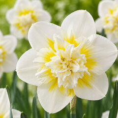 Narcissus 'ice king' - narcis 5ks v balení - Narcissus 'Ice King' 