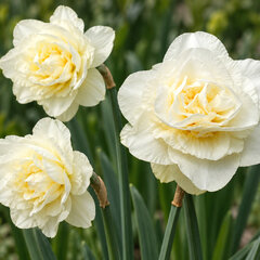 Narcissus 'obdam' - narcis 5ks v balení - Narcissus 'Obdam'