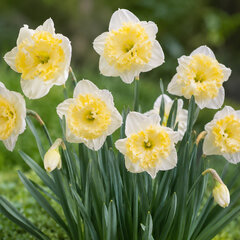 Narcissus 'printal' - narcis 5ks v balení - Narcissus 'Printal'