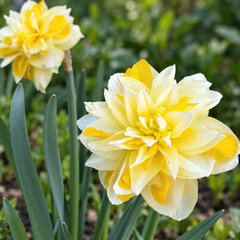 Narcissus 'sweet pomponette' - narcis 5ks v balení - Narcissus 'Sweet Pomponette' 