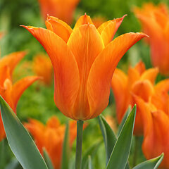 Tulipa 'ballade orange' - 5ks v balení - Tulipa 'Ballade Orange' 