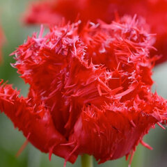 Tulipa 'barbados' 5ks v balení- tulipán - 4244410 Tulipa 'Barbados' 5ks v balení- tulipán 02