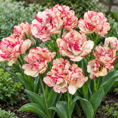 Tulipa 'belicia' 3ks v balení- tulipán - Tulipa 'Belicia' 