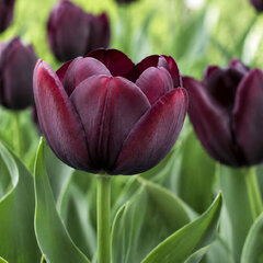 Tulipa 'blackjack' - tulipán 5ks v balení - Tulipa 'Blackjack'