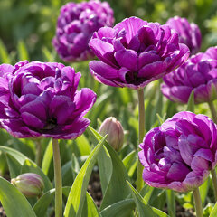 Tulipa 'blue wow' 3ks v balení - tulipán - Tulipa 'Blue Wow'