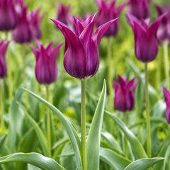Tulipa 'burgundy' - tulipán 3ks v balení - Tulipa 'Burgundy' 