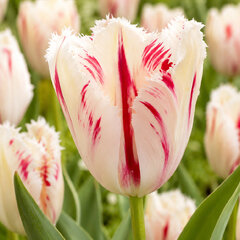Tulipa 'carrousel' - tulipán 5ks v balení - Tulipa ‘Carrousel’
