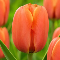 Tulipa 'darwiorange' - tulipán 5ks v balení - Tulipa 'Darwiorange' 