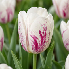Tulipa 'di di' - tulipán 5ks v balení - Tulipa 'Di Di' 