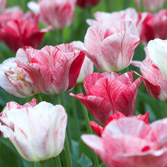 Tulipa 'hemisphere' - tulipán - 9251454 Tulipa 'Hemisphere' 01