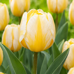 Tulipa 'jaap groot' - tulipán 5ks v balení - Tulipa 'Jaap Groot' 