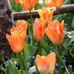 Tulipa 'orange emperor'- tulipán - 9251455 Tulipa 'Orange Emperor' 01