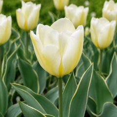 Tulipa 'purissima design' 5ks v balení - Tulipa 'Purissima Design'