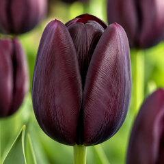 Tulipa 'queen of night' - tulipán 3ks v balení - Tulipa 'Queen of Night' 