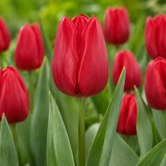 Tulipa 'ruby prince' - tulipán 5ks v balení - Tulipa 'Ruby Prince' 