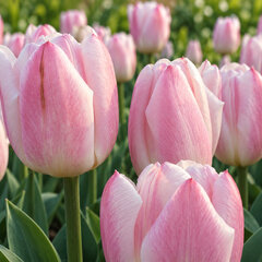 Tulipa 'sweet flag' - 5ks v balení - Tulipa 'Sweet Flag' 