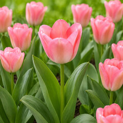 Tulipa 'sweet sixteen' - 5ks v balení - Tulipa 'Sweet Sixteen'