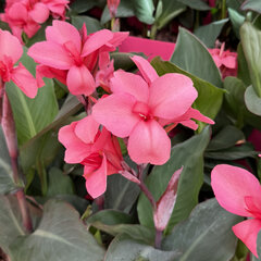 Canna 'rose' - kana k2l - Canna 'Rose'