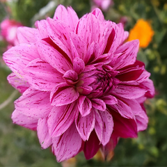 Dahlia 'nikolas tesla' - dália vk - Dahlia 'Nikolas Tesla' - dália VK 2